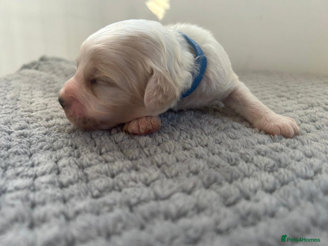 Mixed Breed dogs for sale: Apricot Cockapoo puppies ready to leave 6th march  - Advert 15