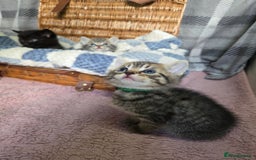 Mixed Breed cats for sale: Beautiful kittens  - Image 20