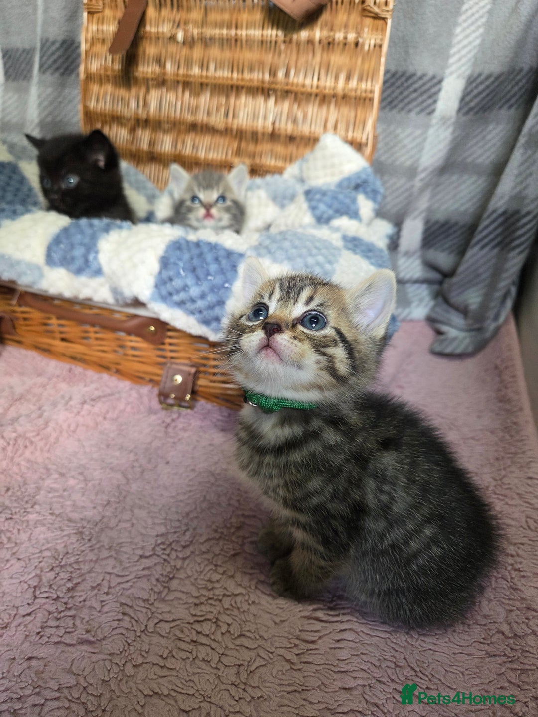 Mixed Breed cats for sale: Beautiful kittens  - Image 20