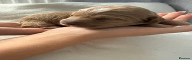 Cockapoo 4