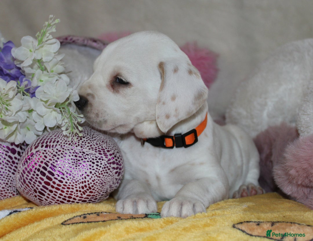Dalmatian dogs for sale: Top quality Dalmatian puppies - Advert 14