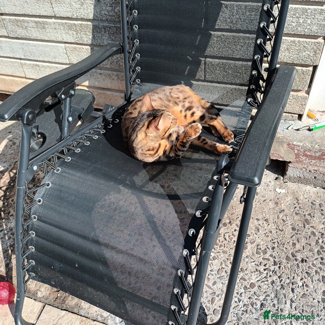 Bengal cats for sale: 3 year old neutered male cat - Image 4