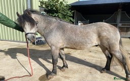 Other Breed horses for sale: Kerry Bog Pony  - Image 5