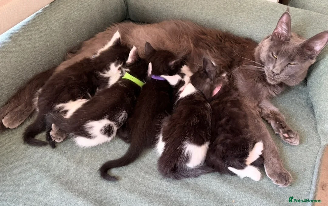 Maine Coon cats for sale: Maine Coon X cross kittens in Cranbrook - Advert 2