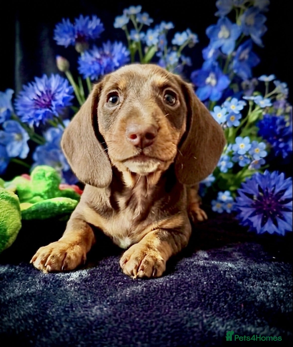 Miniature Dachshund dogs REDUCED LAST BOY SERIOUS BUYERS ONLY  - Advert 8