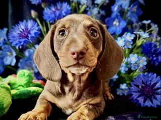 Miniature Dachshund dogs REDUCED LAST BOY SERIOUS BUYERS ONLY - Advert 8