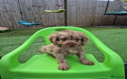 Cockapoo dogs for sale: F1 type cockepoos  - Image 7