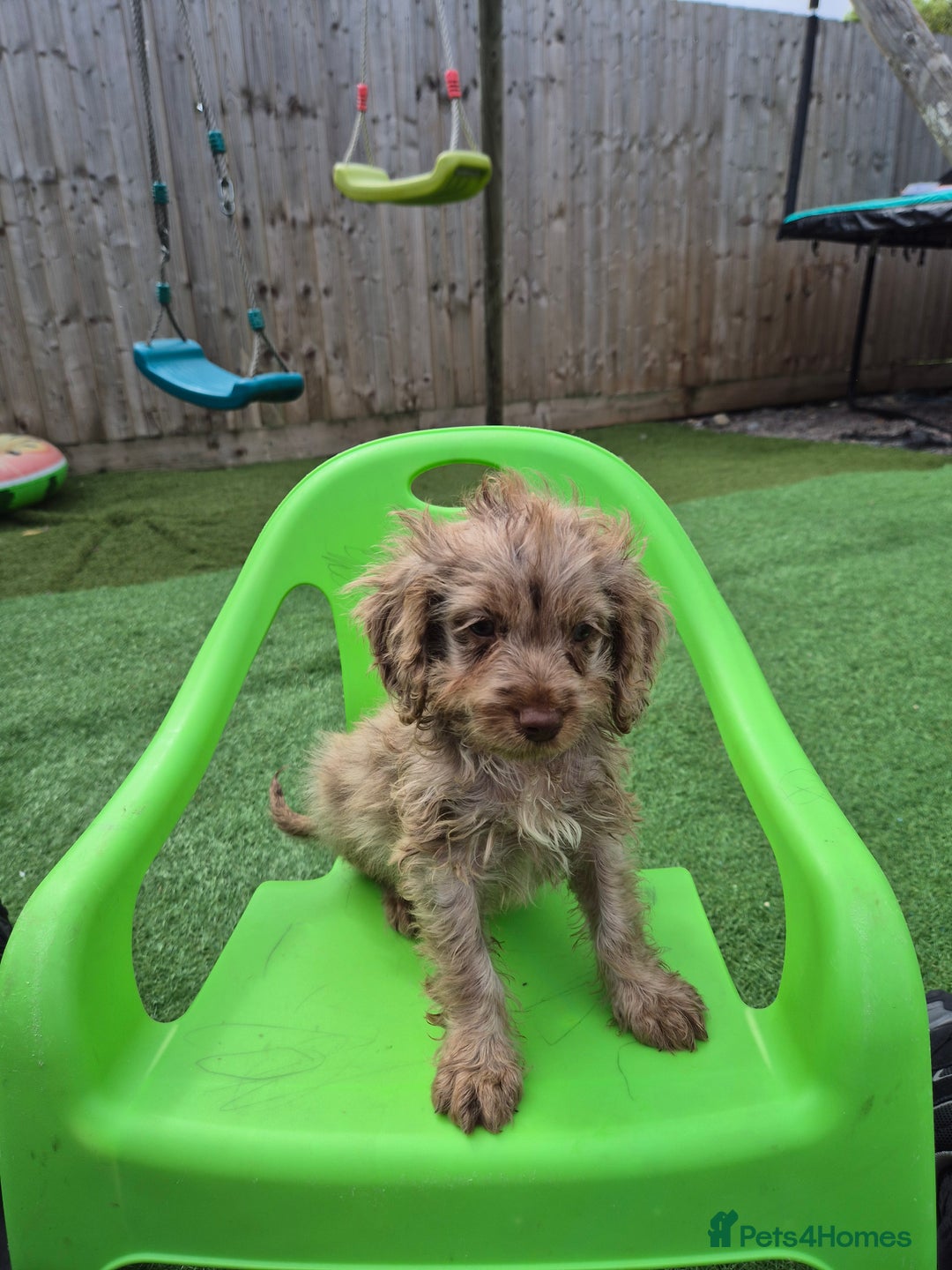 Cockapoo dogs for sale: F1 type cockepoos  - Image 7
