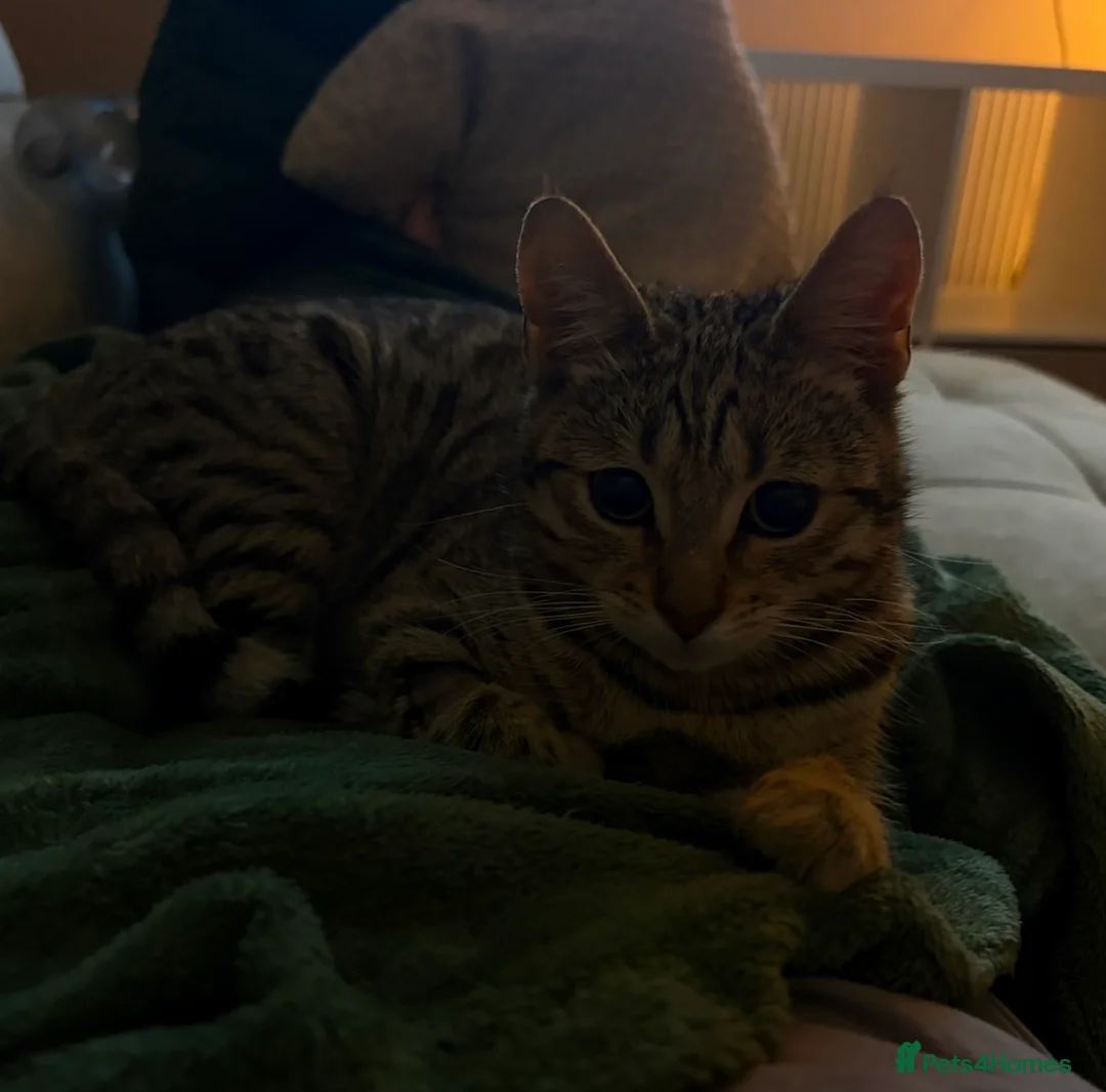 Mixed Breed cats for sale: Juno Bengal Mix in Nottingham - Advert 2