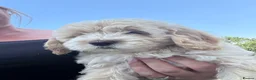 Cockapoo dogs for sale: Cockapoo puppies fully vaccinated  - Advert 4