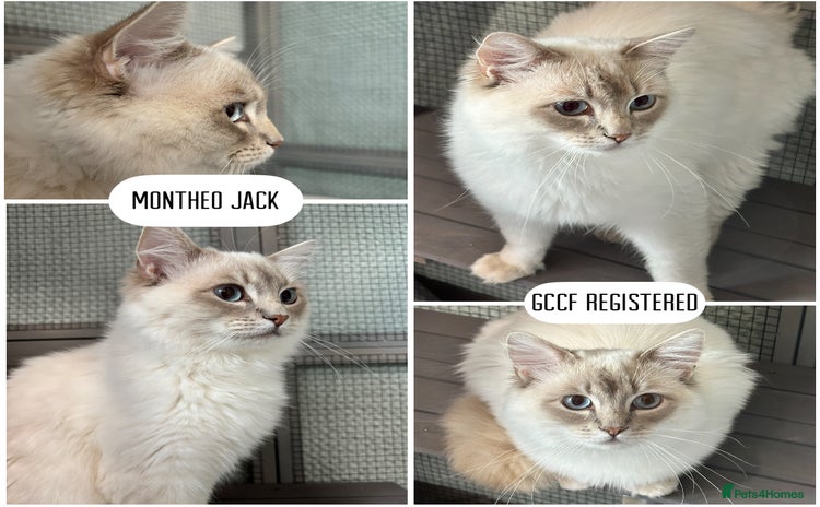 Ragdoll cats - Advert 1