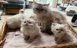 Persian cats for sale: Persian Colorpoint Seal Tabby Point kittens - Image 5