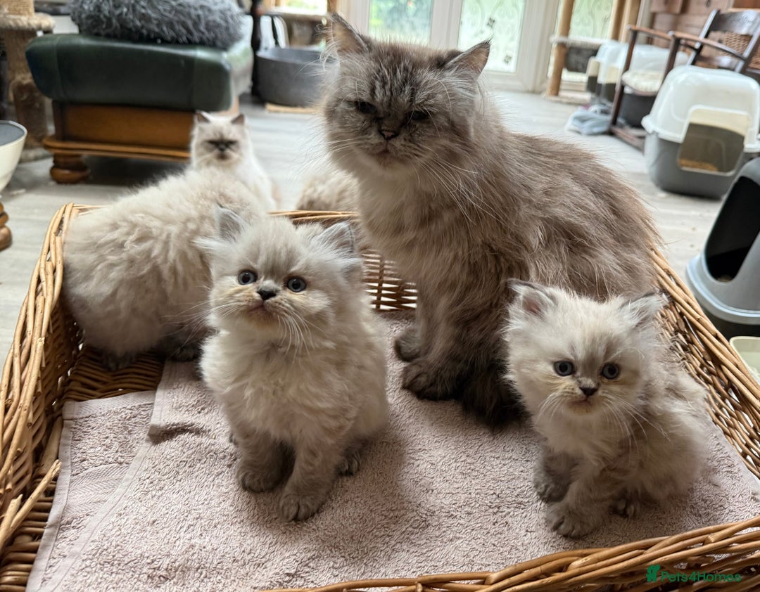 Persian cats for sale: Persian Colorpoint Seal Tabby Point kittens - Image 5