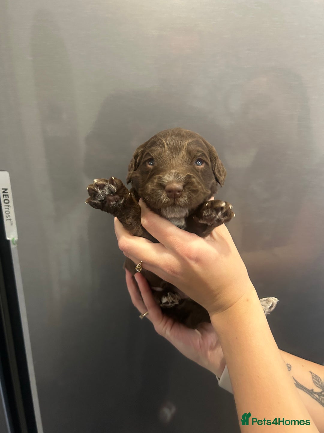 Mixed Breed dogs for sale: Cockerpoo puppies - Image 5
