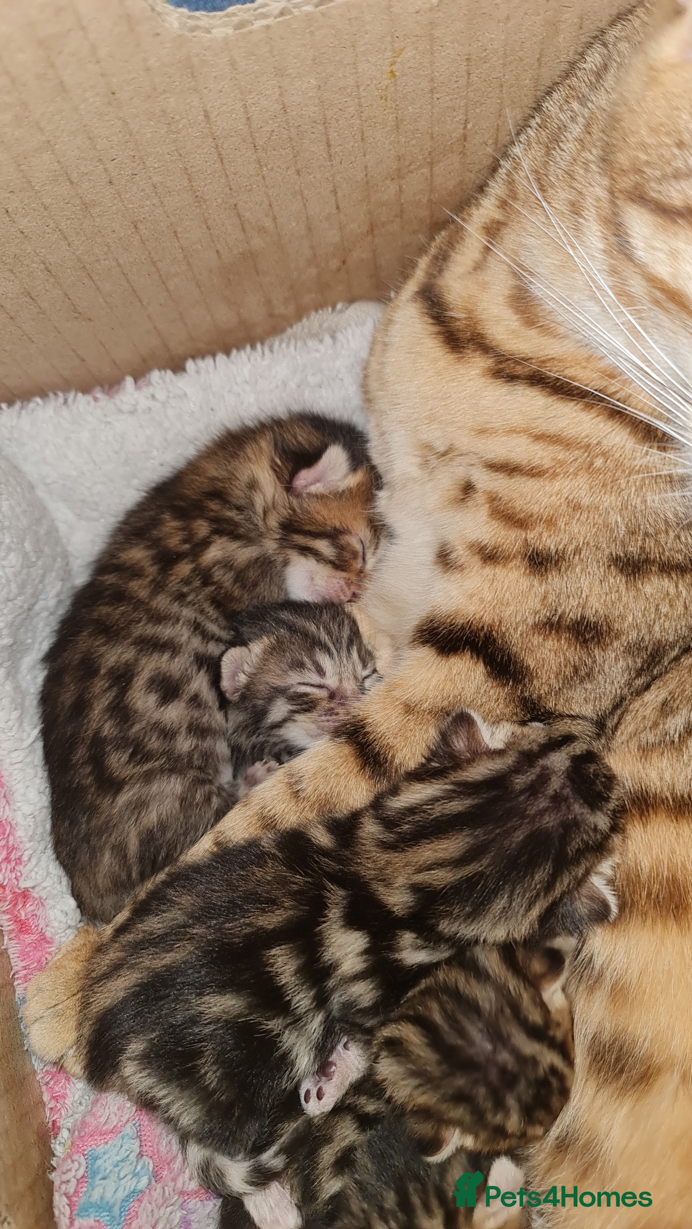 Mixed Breed cats Bengal Cross Kittens – Ready End of April - Advert 2