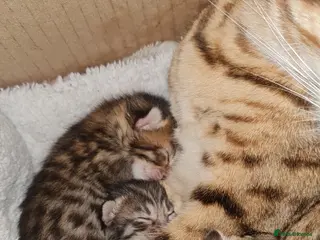 Mixed Breed cats Bengal Cross Kittens – Ready End of April - Advert 2