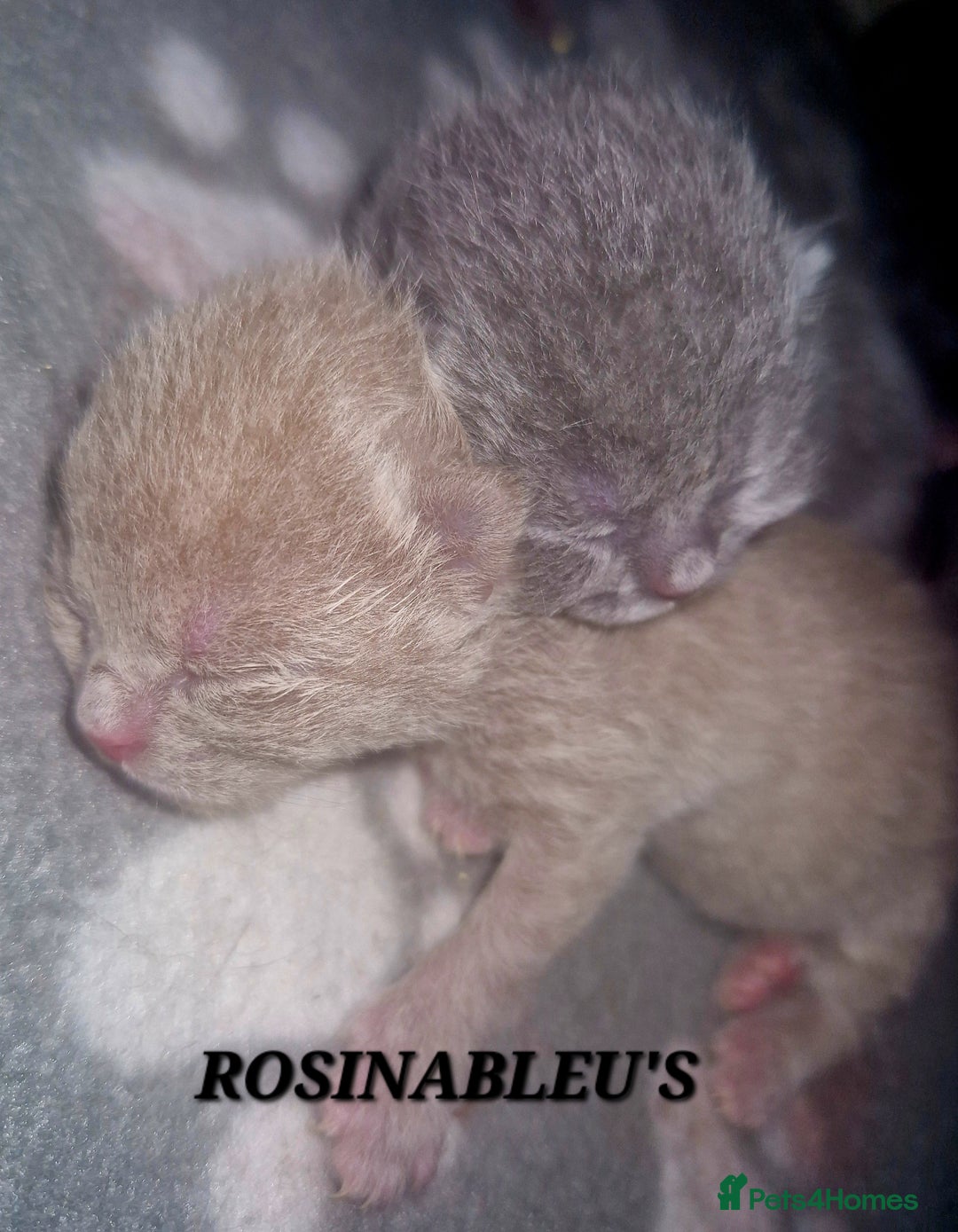 British Shorthair cats for sale:  Gccf British shorthair kittens champion lines 🏆 - Image 22