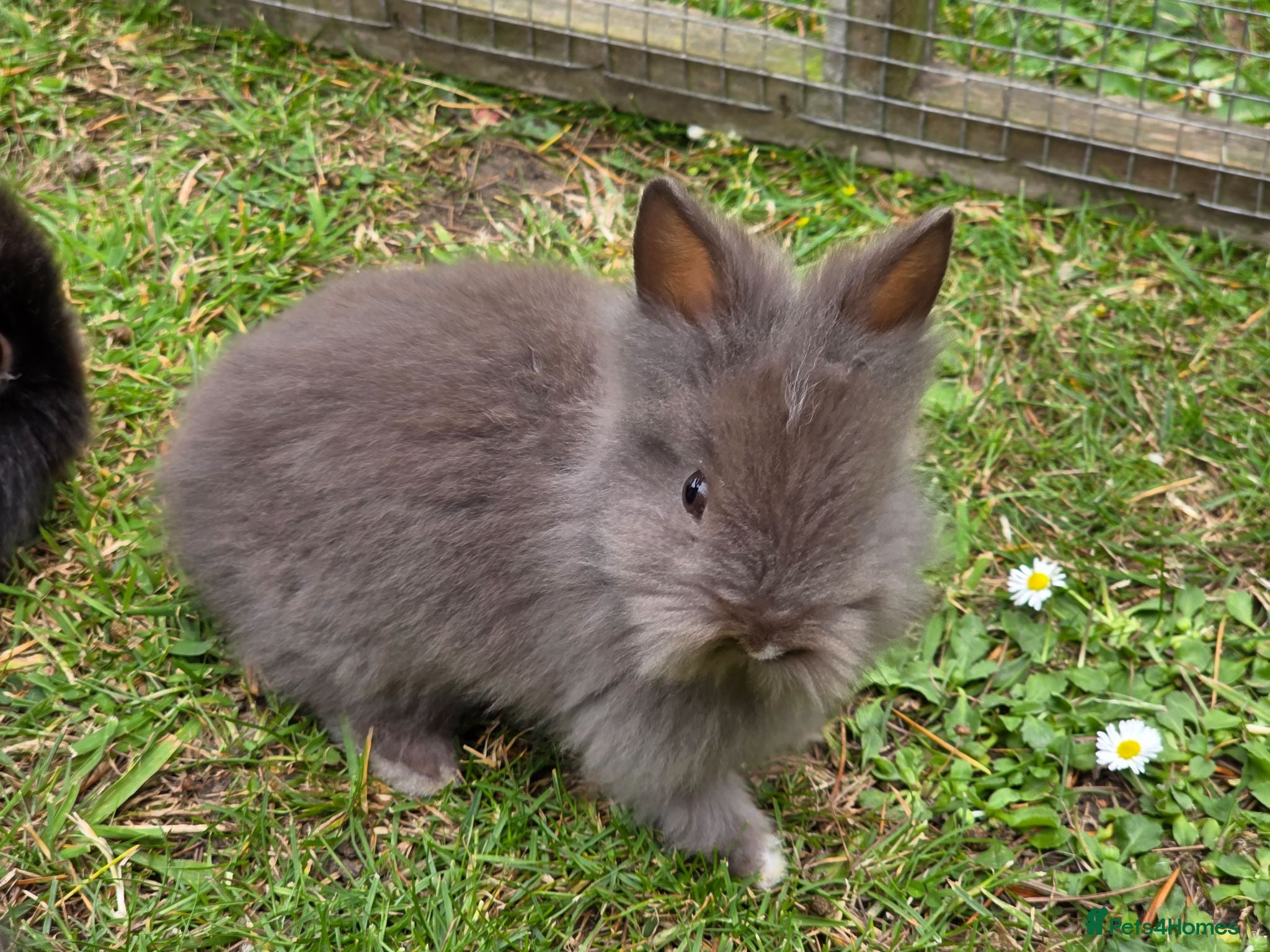 Lionhead rabbits Adorable baby purebred lionhead bunnies  - Advert 1