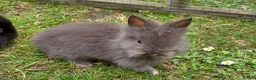 Lionhead rabbits for sale: Adorable baby purebred lionhead bunnies  - Advert 1