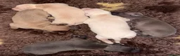 Italian Greyhound dogs for sale: KC Reg Italian Greyhounds - Advert 18
