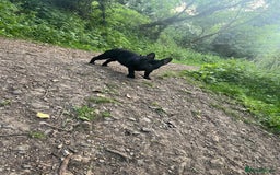 French Bulldog dogs for stud: Beautiful Kali Pack  - Image 7