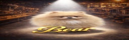 Pomeranian dogs for stud: Beautiful Cream Stud Boy  - Advert 2