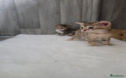 Savannah cats for sale: TICA Registered F8 savannah kittens  - Image 4