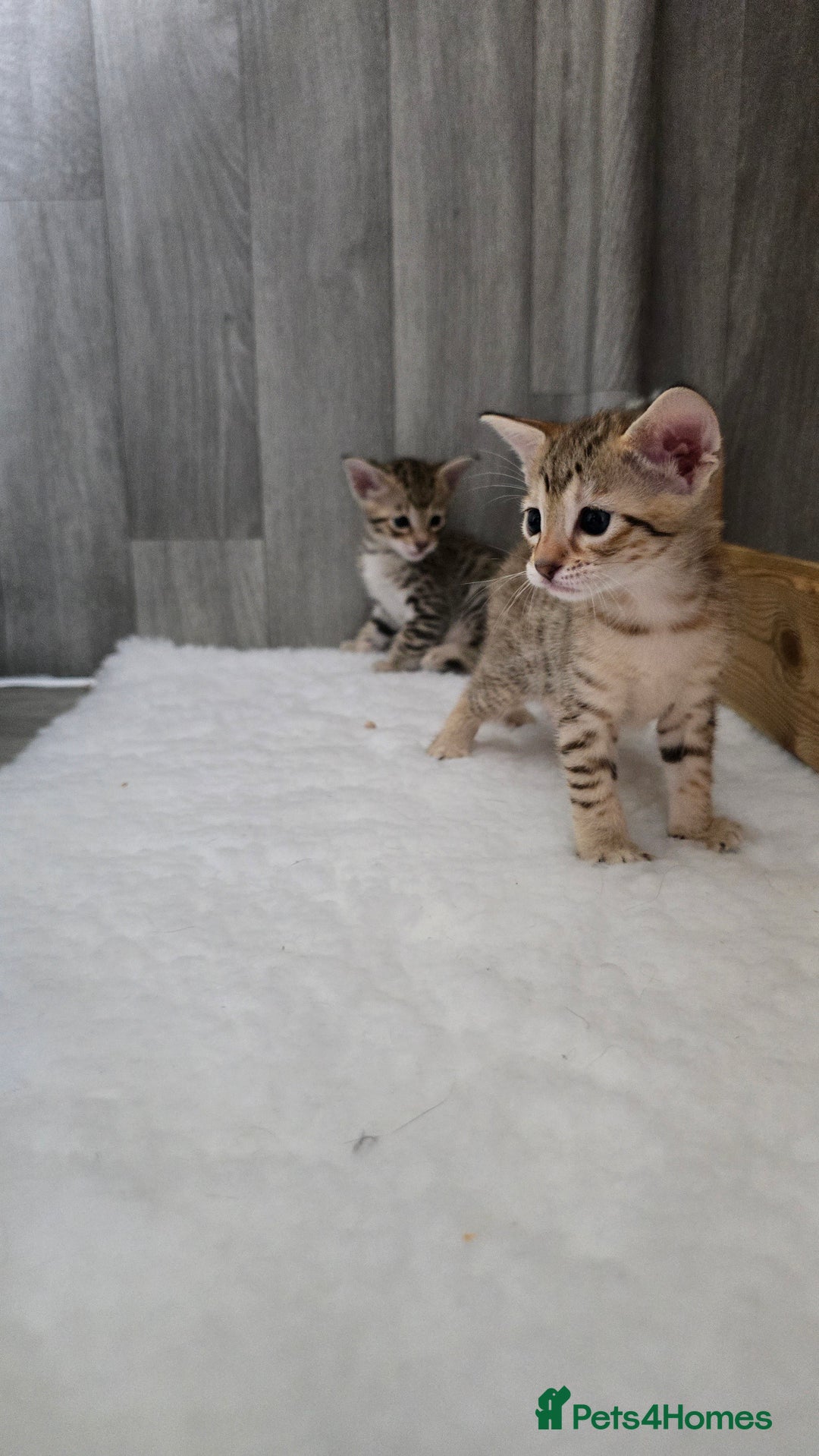 Savannah cats for sale: TICA Registered F8 savannah kittens  - Image 4