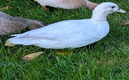 Ducks poultry for sale: Trio call ducks  - Image 4