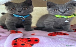 British Shorthair cats for sale: 🐾 2 Adorable Male British Shorthair Kittens🐾 - Image 2