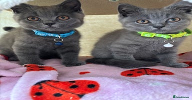 British Shorthair cats - Advert 7