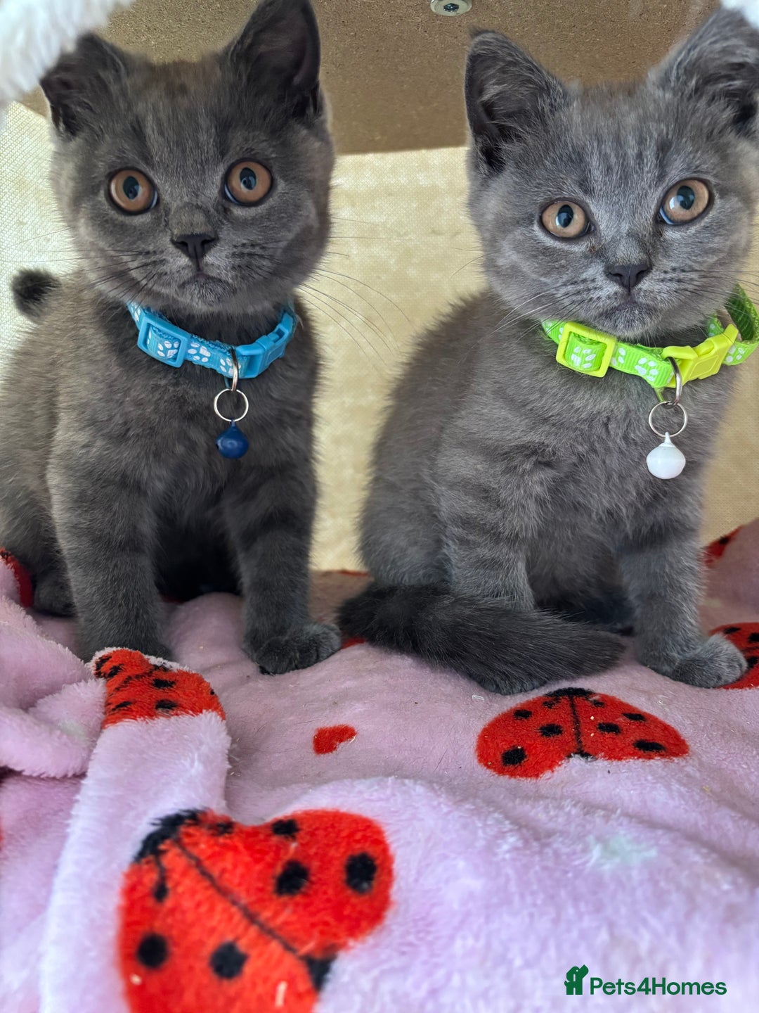 British Shorthair cats for sale: 🐾 2 Adorable Male British Shorthair Kittens🐾 - Image 2