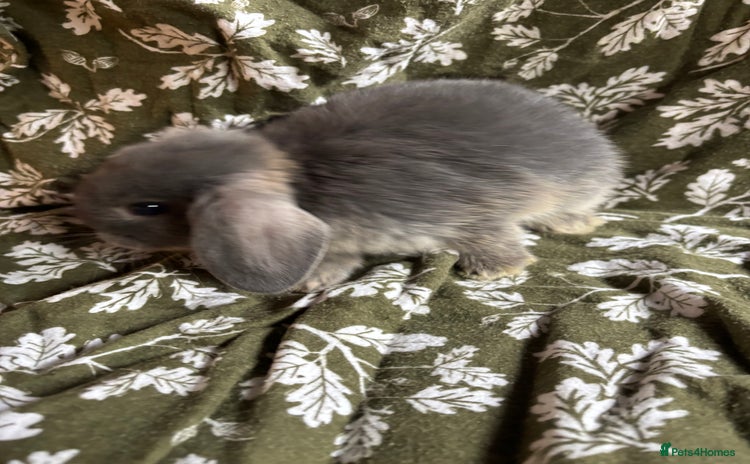 Mini Lop rabbits - Advert 12