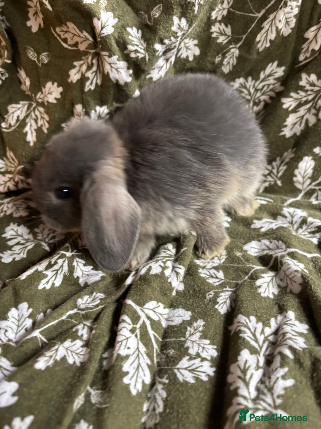 Mini Lop rabbits for sale: Gorgeous mini lops - Image 1
