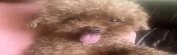 Toy Poodle dogs for sale: Asian Toy Poodle KC reg Mother - Advert 4