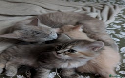 Mixed Breed cats for sale: Fluffy British Shorthair Mix Female Kitten  - Image 7