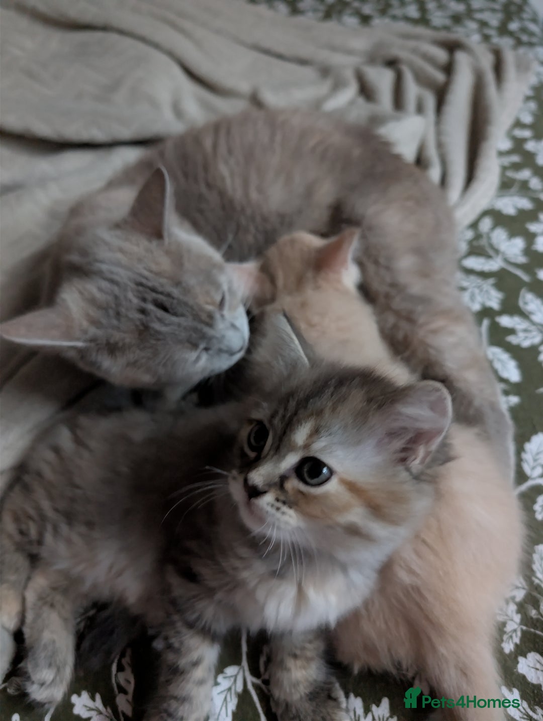 Mixed Breed cats for sale: Fluffy British Shorthair Mix Female Kitten  - Image 7