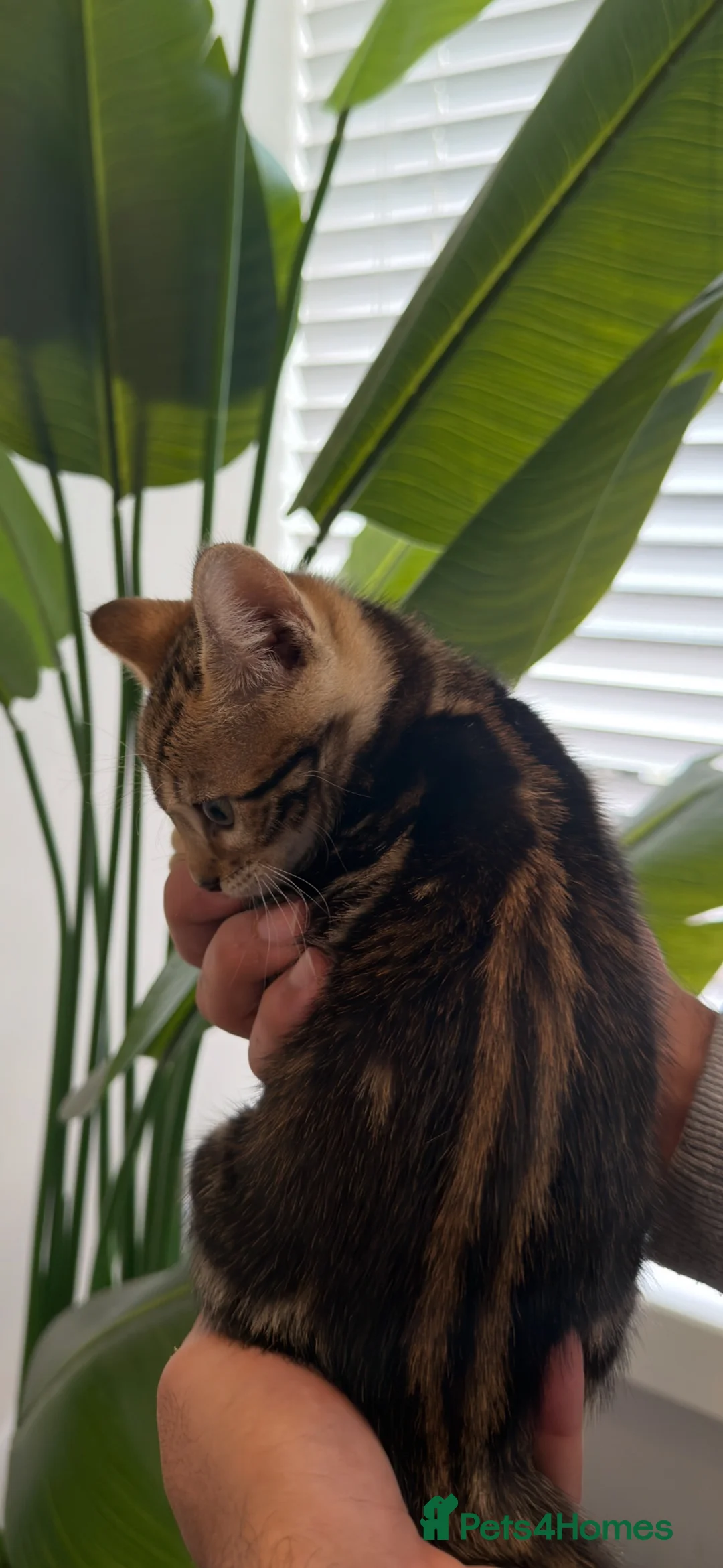 Bengal cats for sale: Beautiful Bengal Female Kittens – TICA Mum - Advert 15