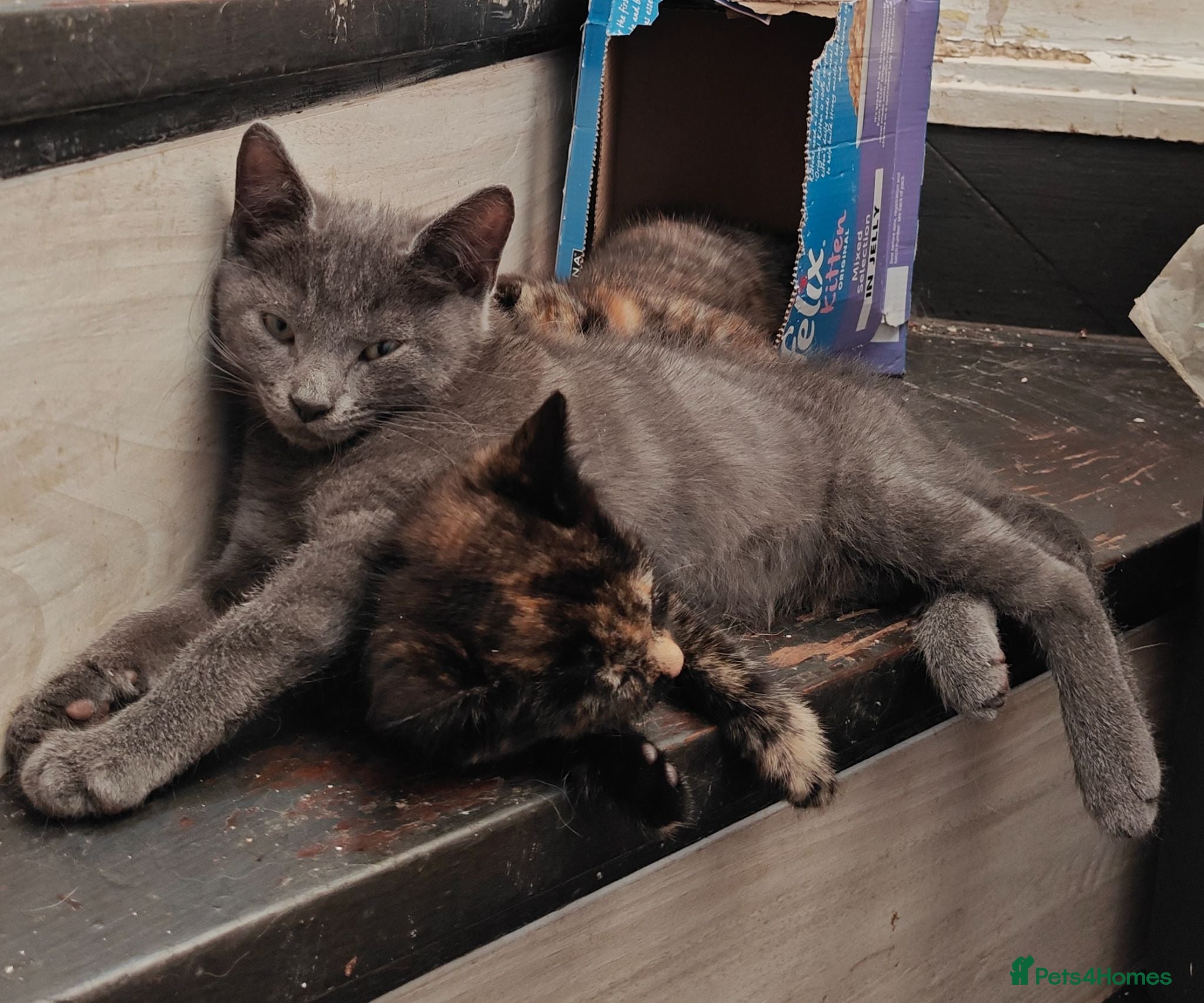 Mixed Breed cats ❤️Last 4 Ready to go Gorgeous kittens❤️ - Advert 1