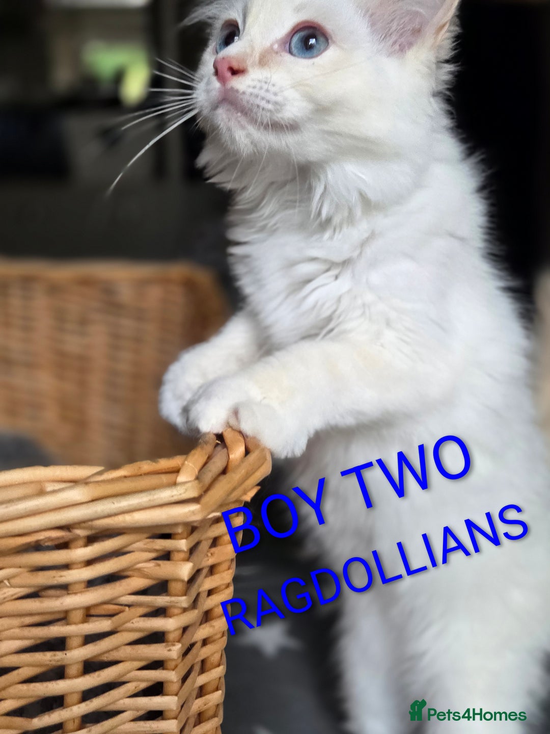 Ragdoll cats for sale: GCCF RAGDOLLS INTERVIWING NOW!! - Image 7