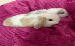 Mini Lop rabbits for sale: Beautiful mini lop rabbits  - Image 4