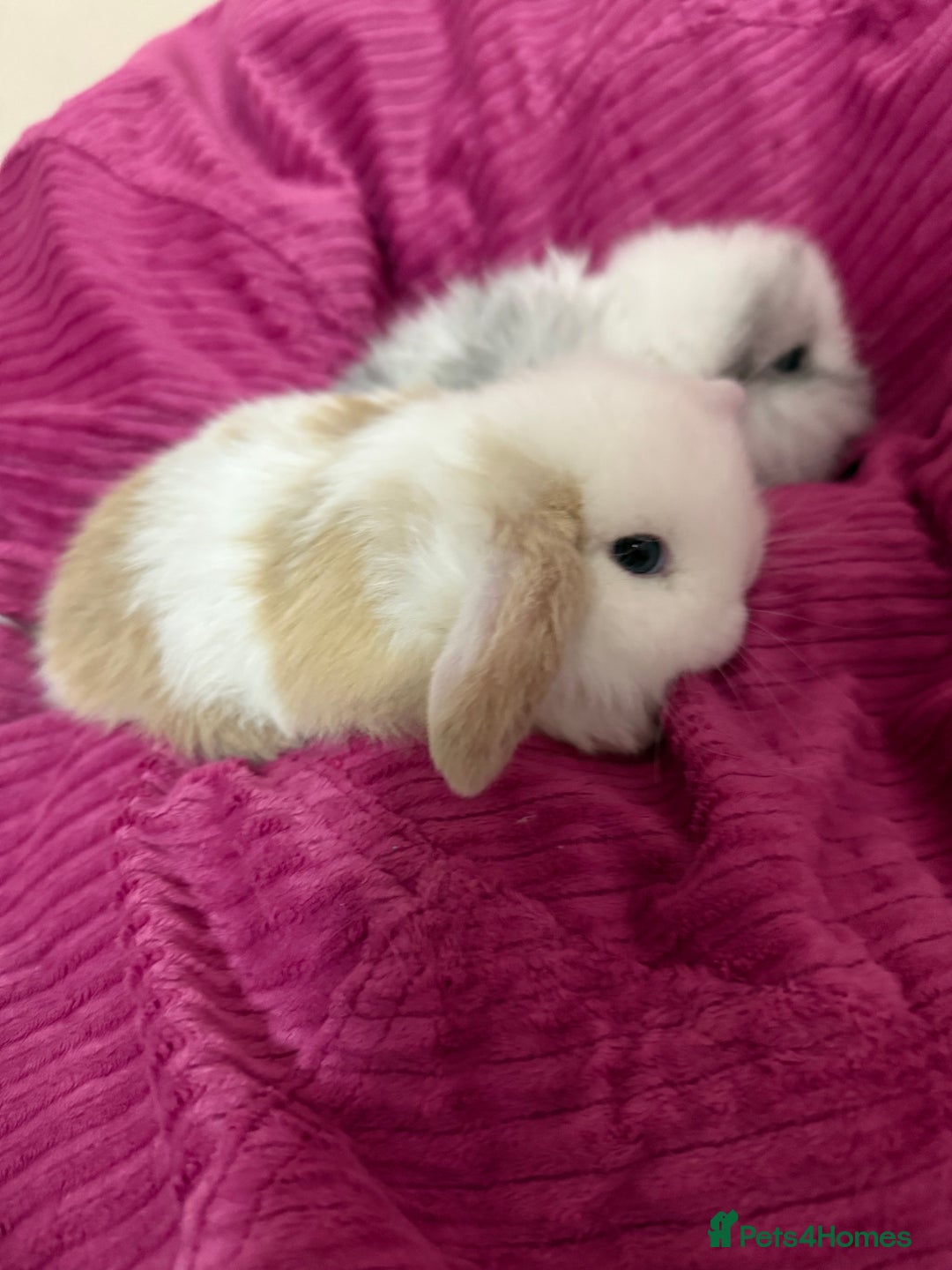 Mini Lop rabbits for sale: Beautiful mini lop rabbits  - Image 4