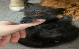 Mixed Breed cats for sale: Playful kittens for sale  - Image 4