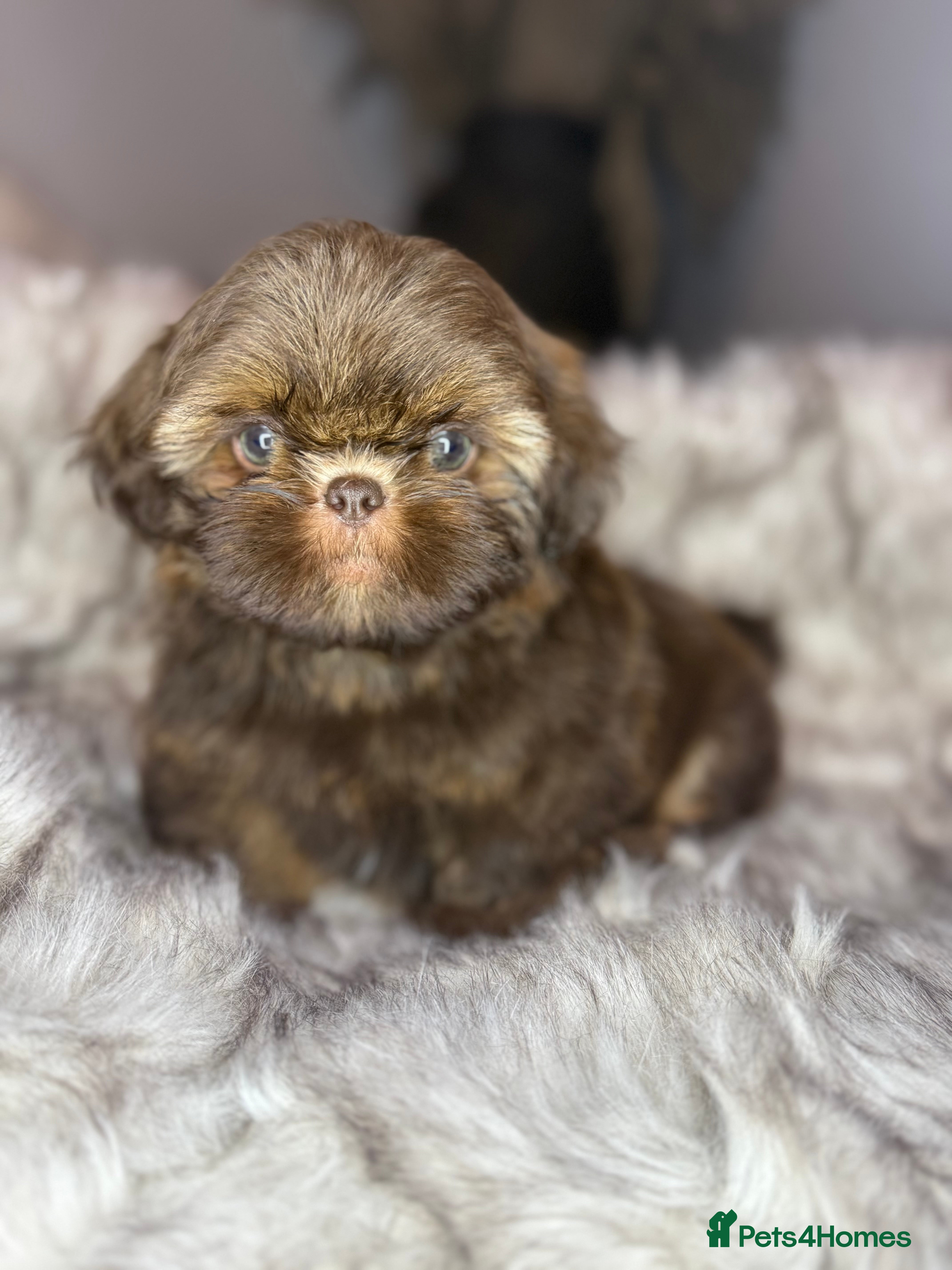 Shih Tzu dogs Last imperial shihtzu boy 🐻 real life teddy bear  - Advert 3