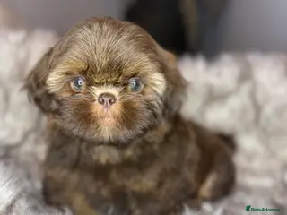 Shih Tzu dogs Last imperial shihtzu boy 🐻 real life teddy bear - Advert 3