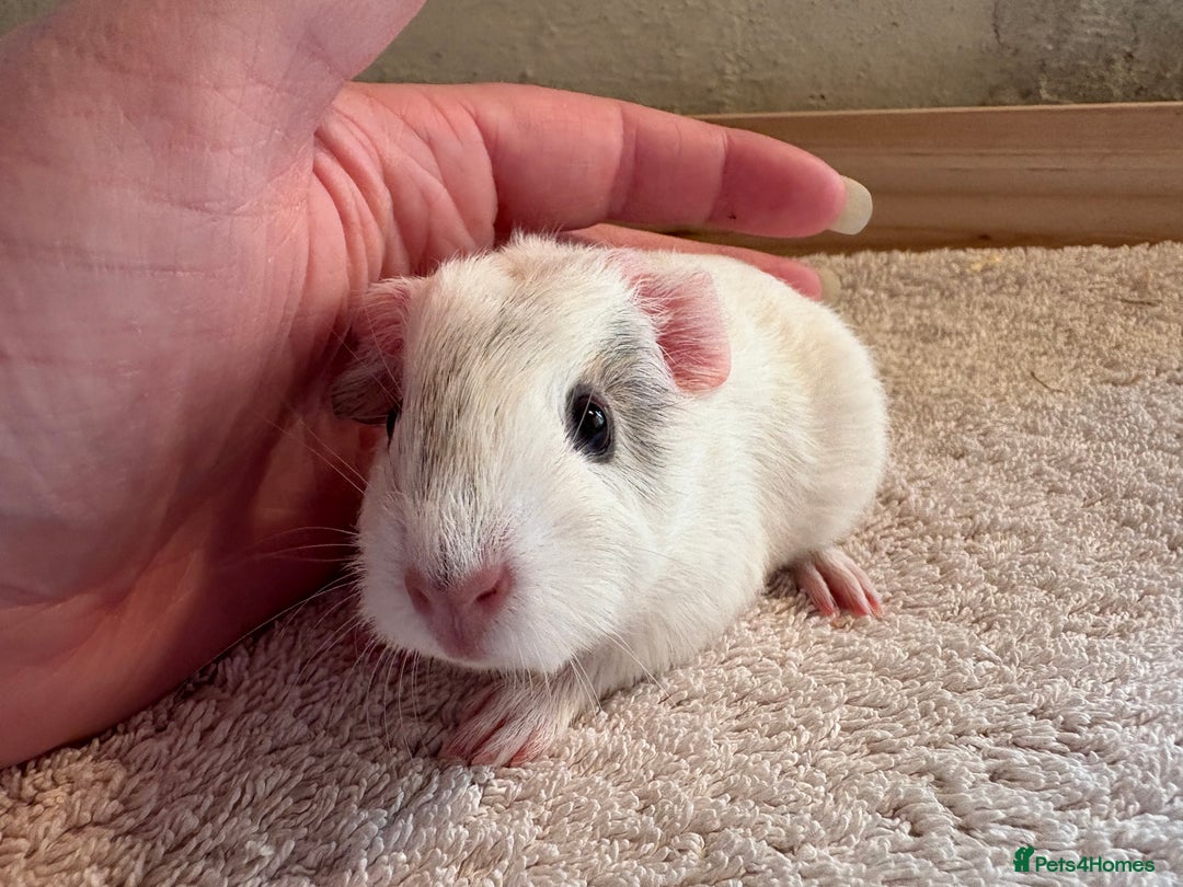 Guinea Pig rodents for sale: Pair of female guinea pigs  - Image 2