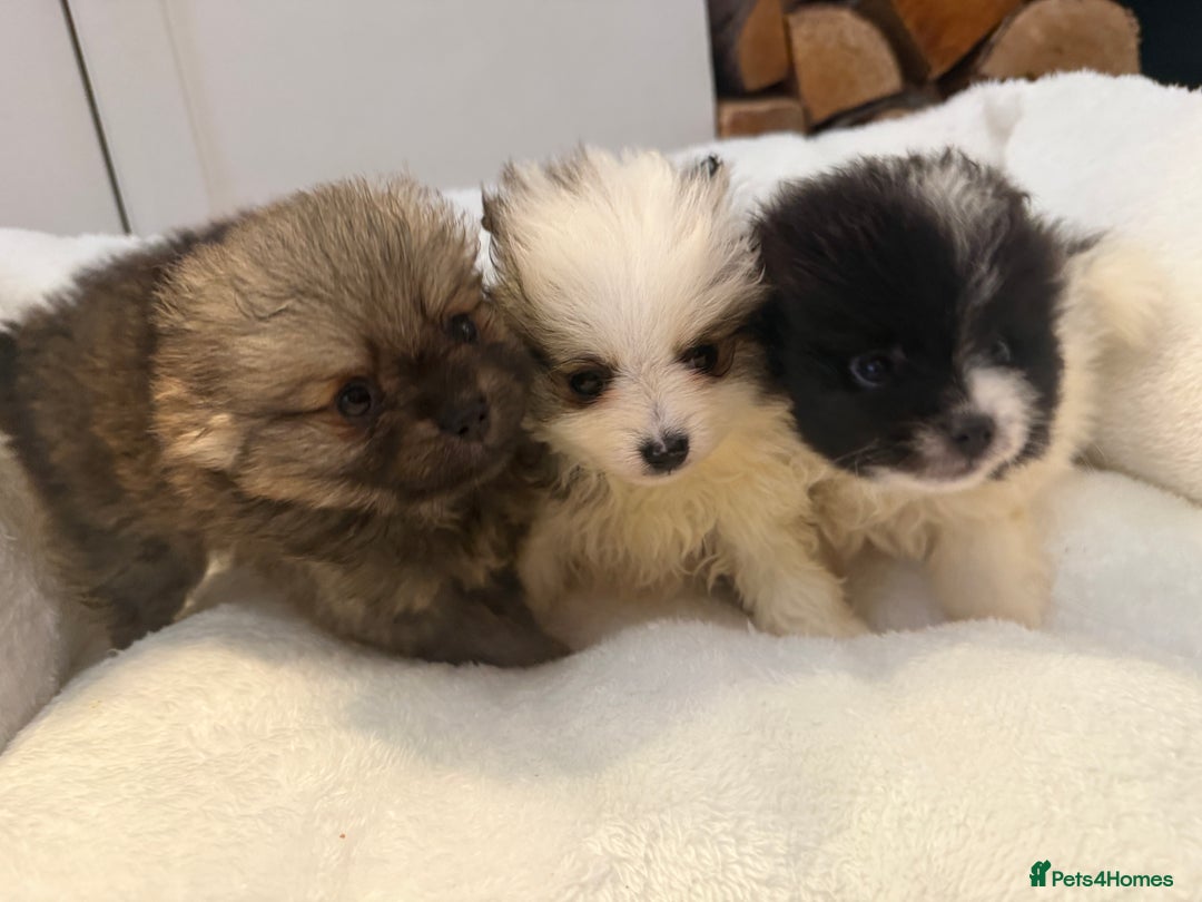 Pomeranian dogs for sale: Beautifully  **  fluffy Pomeranian puppies - Advert 2