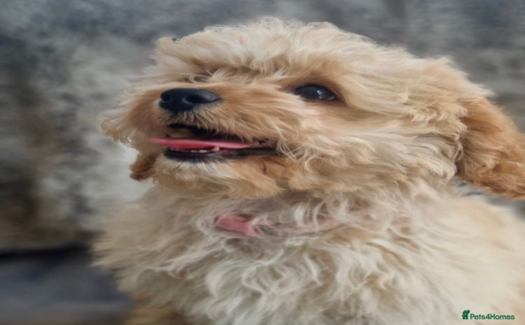 Cavapoochon dogs - Advert 1