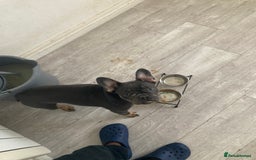 French Bulldog dogs for sale: French bull Dog (6months) - Image 3