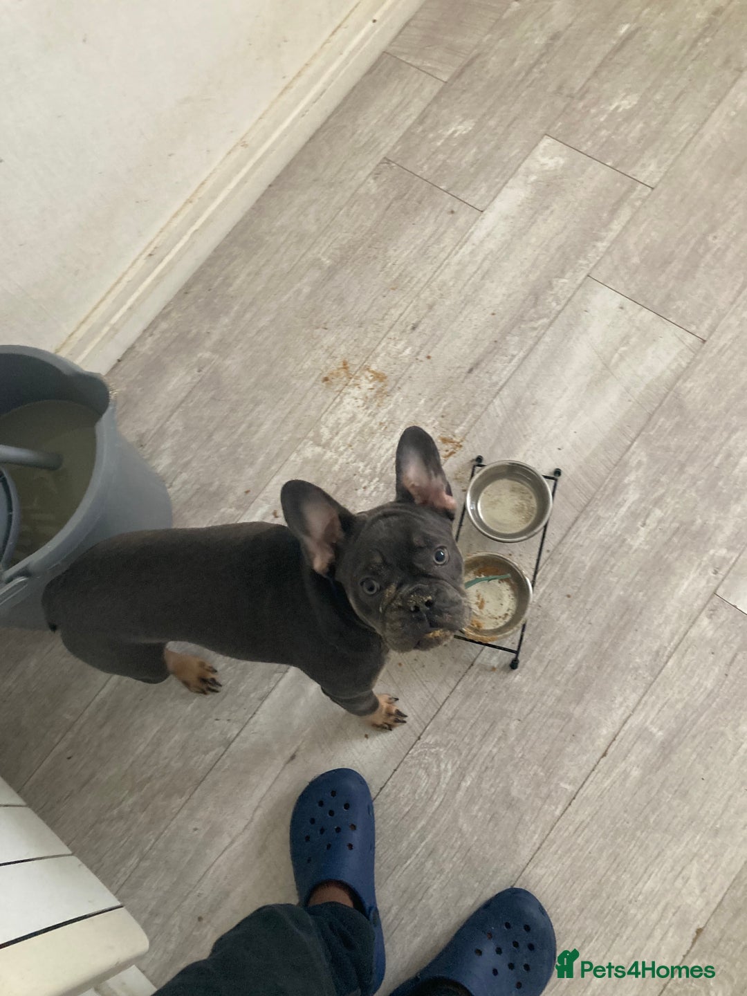 French Bulldog dogs for sale: French bull Dog (6months) - Image 3